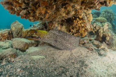 Moray eel Mooray lycodontis Kızıldenizde dalgalanma, Eilat Israel