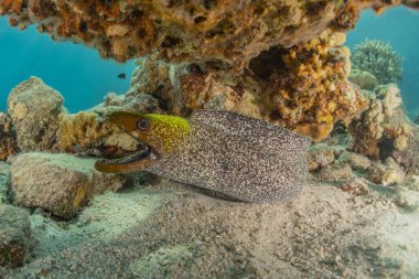 Moray eel Mooray lycodontis Kızıldenizde dalgalanma, Eilat Israel
