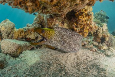 Moray eel Mooray lycodontis Kızıldenizde dalgalanma, Eilat Israel