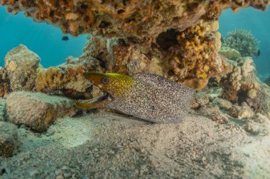 Moray eel Mooray lycodontis Kızıldenizde dalgalanma, Eilat Israel