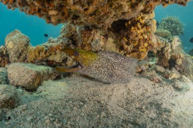 Moray eel Mooray lycodontis Kızıldenizde dalgalanma, Eilat Israel