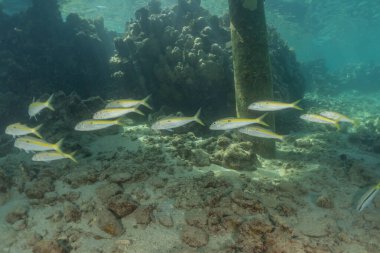 Kızıl Deniz 'de balıklar yüzer, renkli balıklar, Eilat İsrail