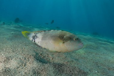 Kızıl Deniz 'de balıklar yüzer, renkli balıklar, Eilat İsrail