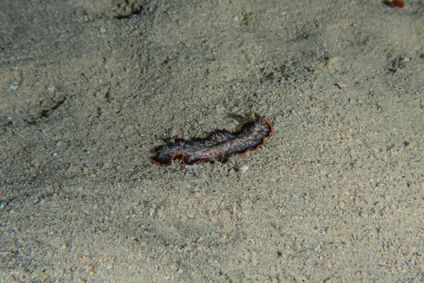 Havsgurka Röda Havet Färgglad Och Vacker Eilat Israel — Stockfoto