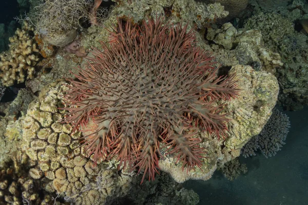 Recifes Coral Plantas Água Mar Vermelho Eilat Israel — Fotografia de Stock