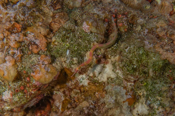 Kızıldeniz 'deki mercan resifi ve su bitkileri, Eilat Israel