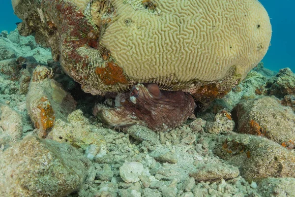 Arrecife Coral Plantas Agua Mar Rojo Eilat Israel — Foto de Stock