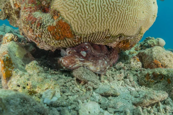 Arrecife Coral Plantas Agua Mar Rojo Eilat Israel — Foto de Stock