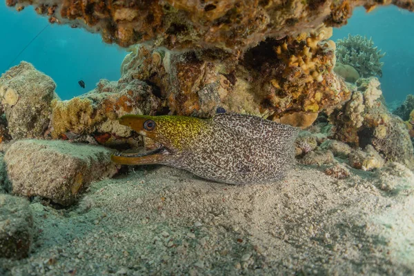 Moray eel Mooray lycodontis Kızıldenizde dalgalanma, Eilat Israel