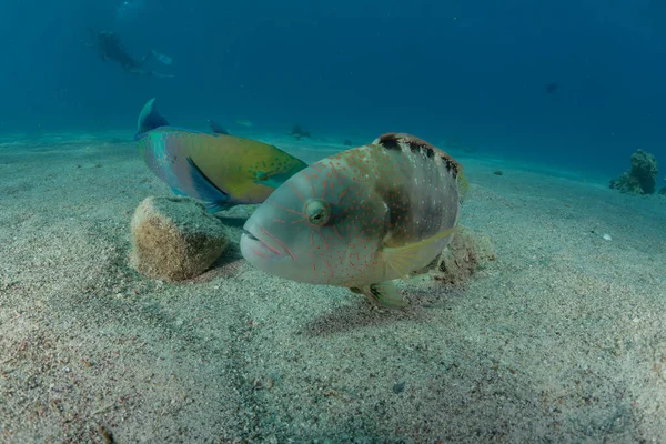 Los Peces Nadan Mar Rojo Peces Coloridos Eilat Israel —  Fotos de Stock