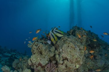 Kızıl Deniz 'de balıklar yüzer, renkli balıklar, Eilat İsrail