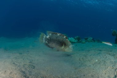 Kızıl Deniz 'de balıklar yüzer, renkli balıklar, Eilat İsrail