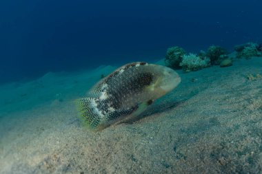 Kızıl Deniz 'de balıklar yüzer, renkli balıklar, Eilat İsrail