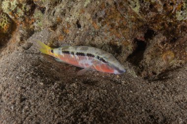 Kızıl Deniz 'de balıklar yüzer, renkli balıklar, Eilat İsrail