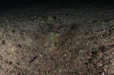 Kızıl Deniz 'deki mürekkep balığı Renkli ve güzel, Eilat Israel