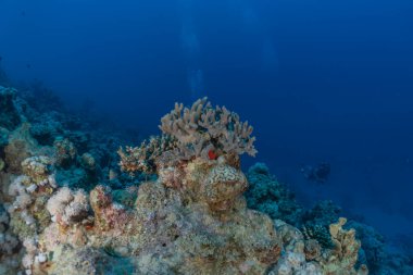 Kızıldeniz 'deki mercan resifi ve su bitkileri, Eilat Israel