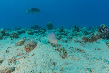 Kızıl Deniz 'de balıklar yüzer, renkli balıklar, Eilat İsrail