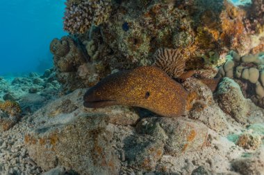 Moray eel Mooray lycodontis Kızıldenizde dalgalanma, Eilat Israel