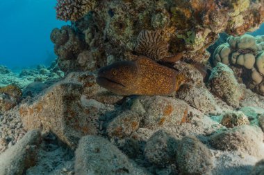Moray eel Mooray lycodontis Kızıldenizde dalgalanma, Eilat Israel