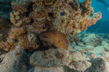 Moray eel Mooray lycodontis Kızıldenizde dalgalanma, Eilat Israel