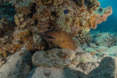 Moray eel Mooray lycodontis Kızıldenizde dalgalanma, Eilat Israel