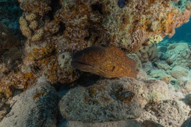 Moray eel Mooray lycodontis Kızıldenizde dalgalanma, Eilat Israel