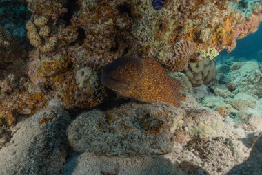 Moray eel Mooray lycodontis Kızıldenizde dalgalanma, Eilat Israel