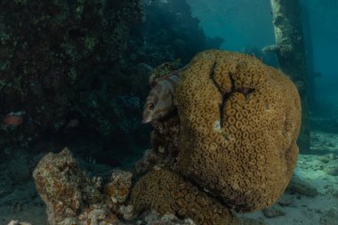 Kızıldeniz 'deki mercan resifi ve su bitkileri, Eilat Israel