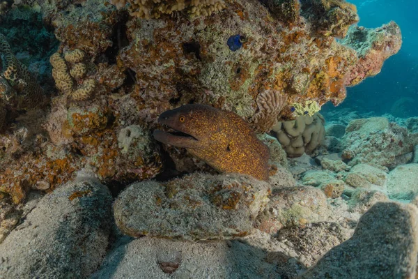 Moray Eel Mooray Lycodontis Undulatus Rode Zee Eilat Israël — Stockfoto