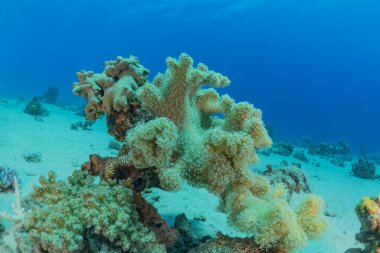 Kızıldeniz 'deki mercan resifi ve su bitkileri, Eilat Israel