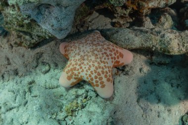 Kızıldeniz 'in deniz tabanındaki denizyıldızı, Eilat Israel