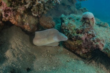 Moray eel Mooray lycodontis Kızıldenizde dalgalanma, Eilat Israel