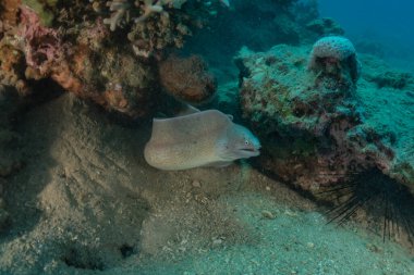 Moray eel Mooray lycodontis Kızıldenizde dalgalanma, Eilat Israel