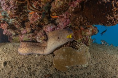 Moray eel Mooray lycodontis Kızıldenizde dalgalanma, Eilat Israel