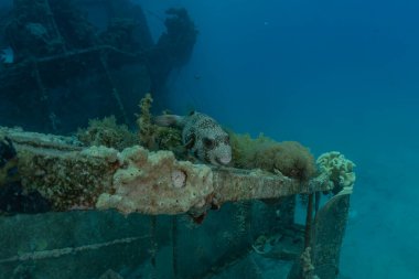 Kızıldeniz 'deki mercan resifi ve su bitkileri, Eilat Israel