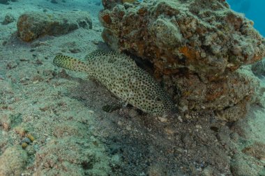 Kızıl Deniz 'de balıklar yüzer, renkli balıklar, Eilat İsrail