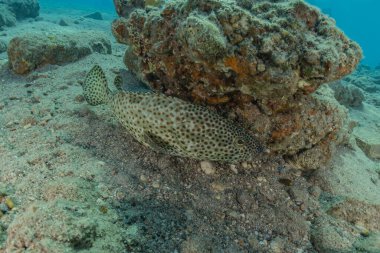 Kızıl Deniz 'de balıklar yüzer, renkli balıklar, Eilat İsrail