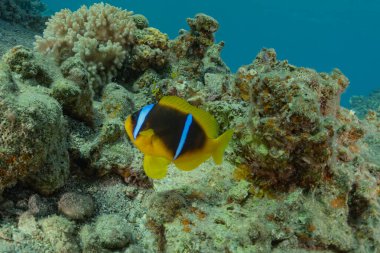 Kızıl Deniz 'de balıklar yüzer, renkli balıklar, Eilat İsrail