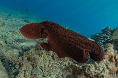Kızıl Deniz 'deki kamuflajın kralı, Eilat Israel. 
