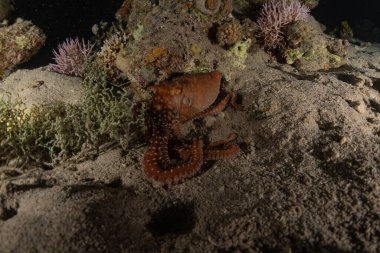 Kızıl Deniz 'deki kamuflajın kralı, Eilat Israel. 