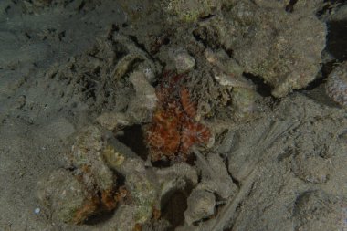 Kızıl Deniz 'deki kamuflajın kralı, Eilat Israel. 