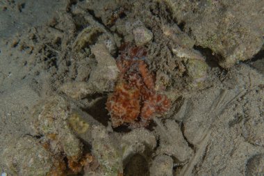 Kızıl Deniz 'deki kamuflajın kralı, Eilat Israel. 