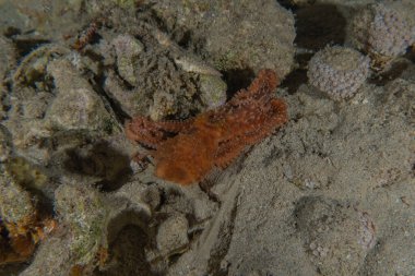 Kızıl Deniz 'deki kamuflajın kralı, Eilat Israel. 