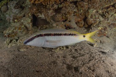 Kızıl Deniz 'de balıklar yüzer, renkli balıklar, Eilat İsrail