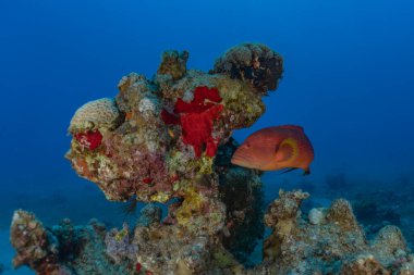 Kızıldeniz 'deki mercan resifi ve su bitkileri, Eilat Israel