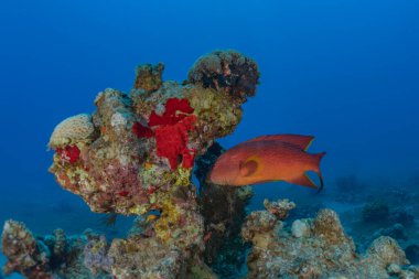 Kızıldeniz 'deki mercan resifi ve su bitkileri, Eilat Israel