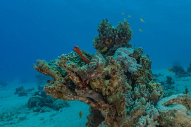 Kızıldeniz 'deki mercan resifi ve su bitkileri, Eilat Israel