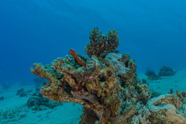 Kızıldeniz 'deki mercan resifi ve su bitkileri, Eilat Israel