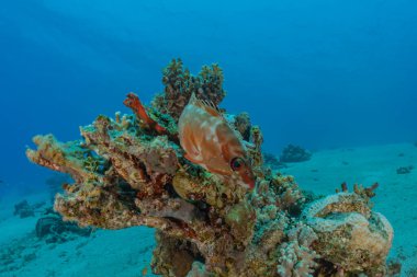 Kızıl Deniz 'de balıklar yüzer, renkli balıklar, Eilat İsrail