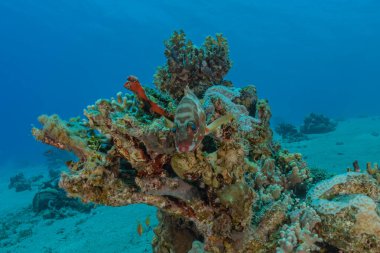 Kızıldeniz 'deki mercan resifi ve su bitkileri, Eilat Israel